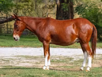 Horse (M), Mule — photo 2