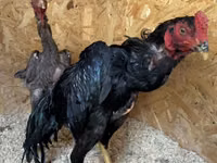 Chickens — photo 2