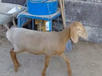 भेड़, Arashan sheep — फ़ोटो 1