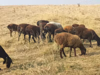 Brebis, Moutons — photo 1
