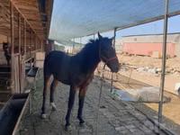 حصان, Kyrgyz Horse — الصورة 1