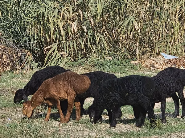 كبش, Rhon sheep