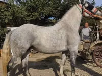 Mare, Andalusian horse — photo 2