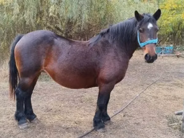 Mare, Horses