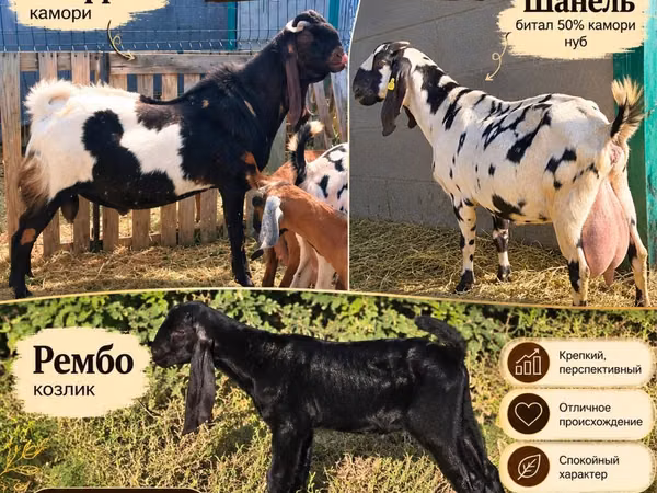 Chèvre, Gembrong goats