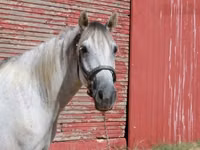 Cheval, Tennessee Walking Horse — photo 4