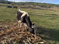 Vache, Race de vache — photo 5