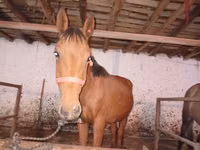 公马, Manipuri pony — 照片 1