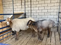 Sheep, Sheep — photo 1