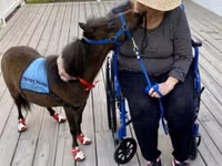 Stute, Miniature horse — Foto 4