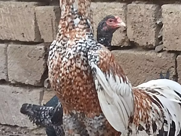 بليموث روك