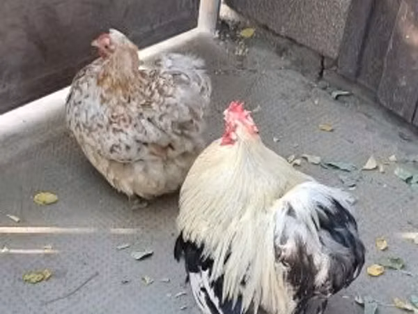 पेकिन बैंटम