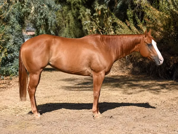 母马, Quarter Horse