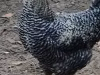 Chickens — photo 1