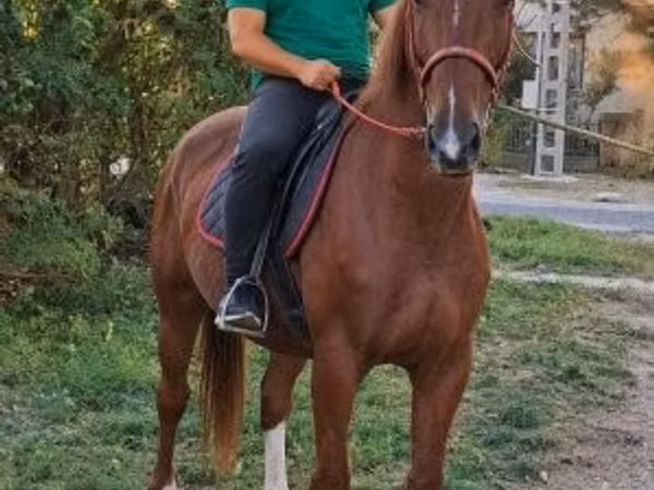 Cheval, Kisber felver