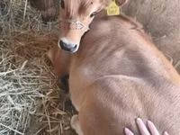 Vache, Race Jersey — photo 7