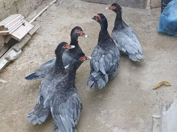 Canard musqué domestique