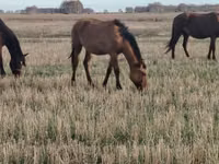 Jument, Mugalzhar horse — photo 3