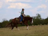 公马, Quarter Horse — 照片 6