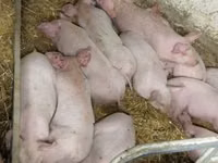 Pigs (batch, sex not specified), Pigs — photo 6