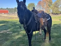 घोड़ी, Rocky Mountain Horse — फ़ोटो 7