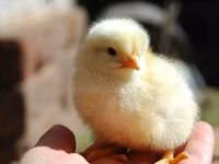 Geese — फ़ोटो 8