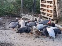 Guinea fowl — photo 1
