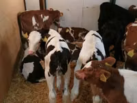 Rinder (Partie, Geschlecht nicht angegeben), Simmental cattle — Foto 6