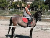 घोड़ी, Polish pony — फ़ोटो 5