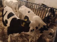Bulle, Russian Black pied cattle — Foto 4