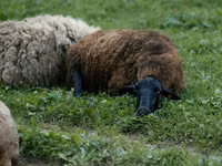 Oveja, Ovejas — foto 2