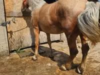 فرس, الخيول — الصورة 2