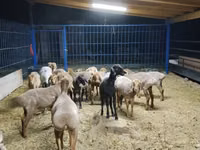 Oveja, Katum sheep — foto 1