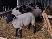भेड़ें (लॉट, लिंग निर्दिष्ट नहीं), White Suffolk sheep — फ़ोटो 4