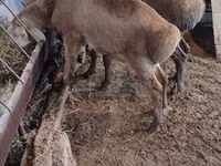 Schaf, West-Siberian mutton sheep — Foto 3