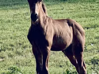 Cheval, Rocky Mountain Horse — photo 3