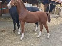 Hengst, Dutch warmblood horse — Foto 1