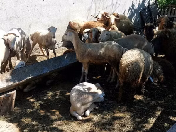 Ram, Sheep