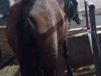 Mare, Budyonny horse — photo 8