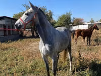 公马, Horses — 照片 1