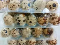 Quails — फ़ोटो 1