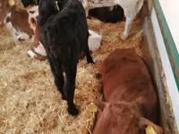 Rinder (Partie, Geschlecht nicht angegeben), Simmental cattle — Foto 8