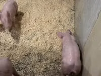 सूअर (लॉट, लिंग निर्दिष्ट नहीं) — फ़ोटो 5