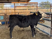 Bull, Simmental cattle — photo 2