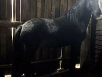 Cheval, Chevaux — photo 5
