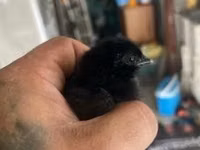 आयम सेमानी — फ़ोटो 2