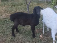 Ram, Sheep — photo 2