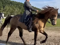 घोड़ा, Rocky Mountain Horse — फ़ोटो 3
