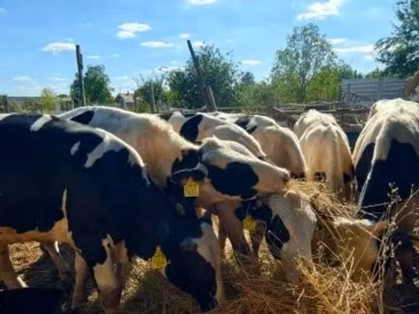 ثور, Russian Black pied cattle