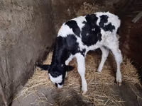 Vache, Vache hollandaise (Éteinte) — photo 2